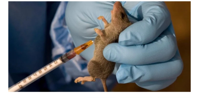 SUSPECTED LASSA FEVER INFECTION KILLS 300-LEVEL MICROBIOLOGY STUDENT